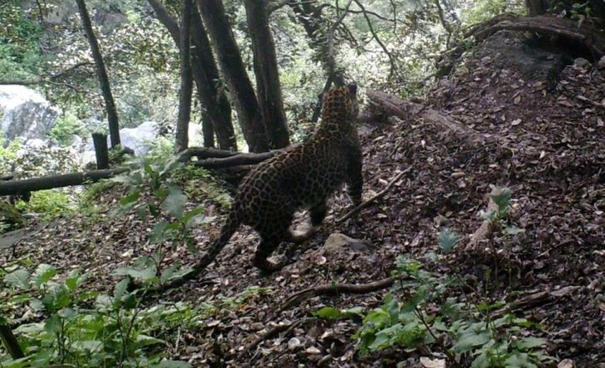 A common leopard moving through the forested landscapes of Azad Jammu and Kashmir. (Captured by team member Dr. Babar Zahoor using camera traps.)