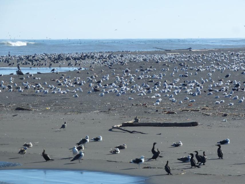 Congregation of seabirds (Neotropic Cormorant, Brown-hooded Gull, Kelp Gull, Black Skimmer, Peruvian Pelican, and Sooty Shearwater offshore) resting on the beach at the Maule River mouth, Constitucion © Daniel Imbernon