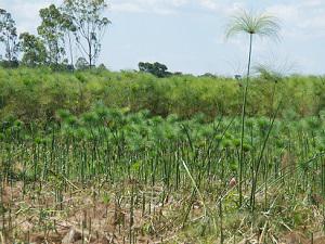 Controlled Harvest zone.