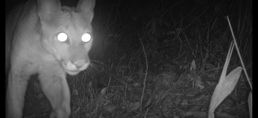 Cougar (Puma concolor) photographed by camera trap (c) Vitor Cunha