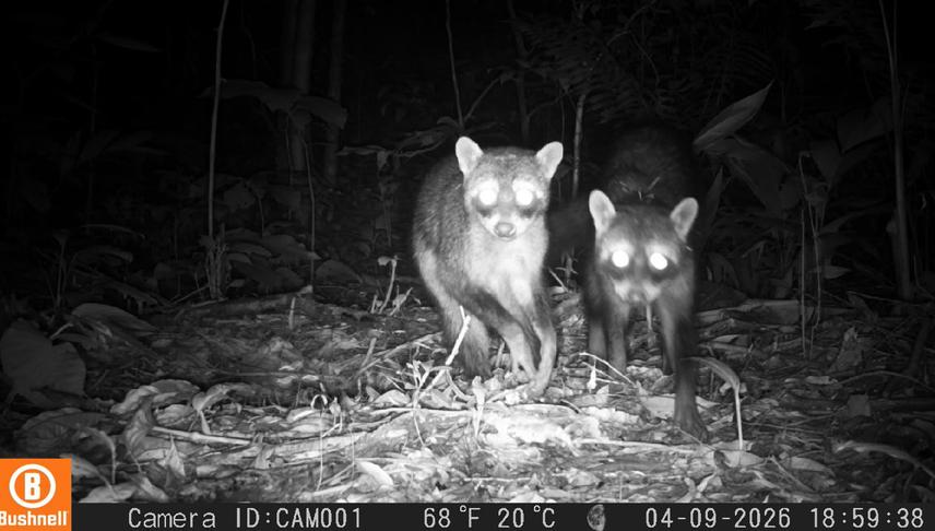 Crab-eating raccoon (Procyon cancrivorus) photographed by camera trap (c) Vitor Cunha
