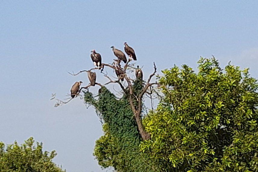 Critically Endangered White-backed Vulture with other vultures recorded during preliminary surveys in Agnuak Zone. © Eskinder Belay Tefera
