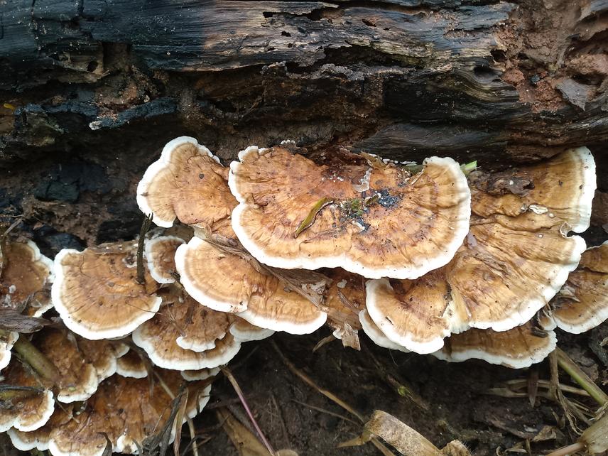 Cubamyces flavidus