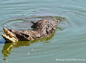 Mating.
