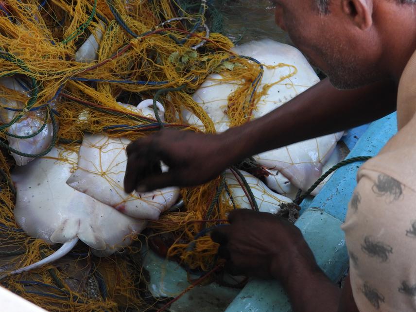 Fisher untangling blue-spotted stingrays from the gillnet while removing poisonous barbs © Rahal Rabukpota (BRT)