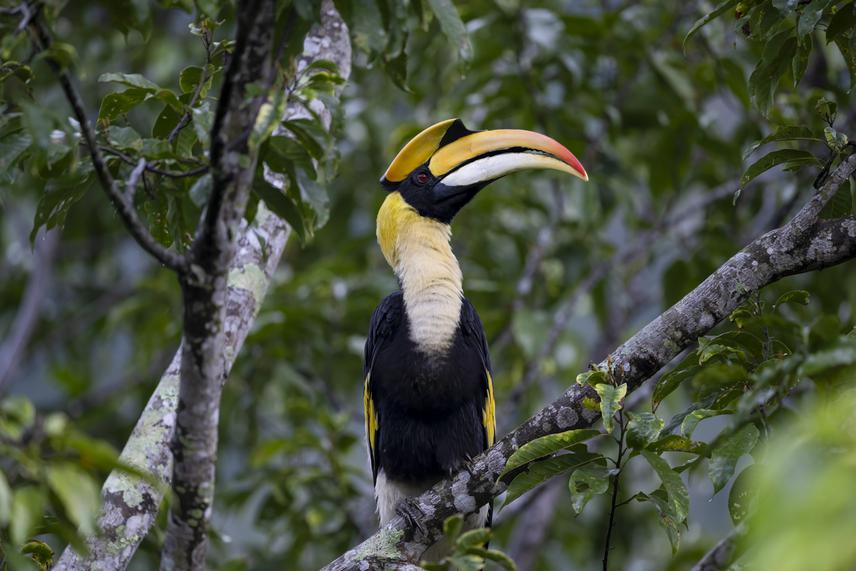 The Great hornbill is one of the 10 hornbill species present in Malaysia. ©Sanjitpaal Singh / Gaia.