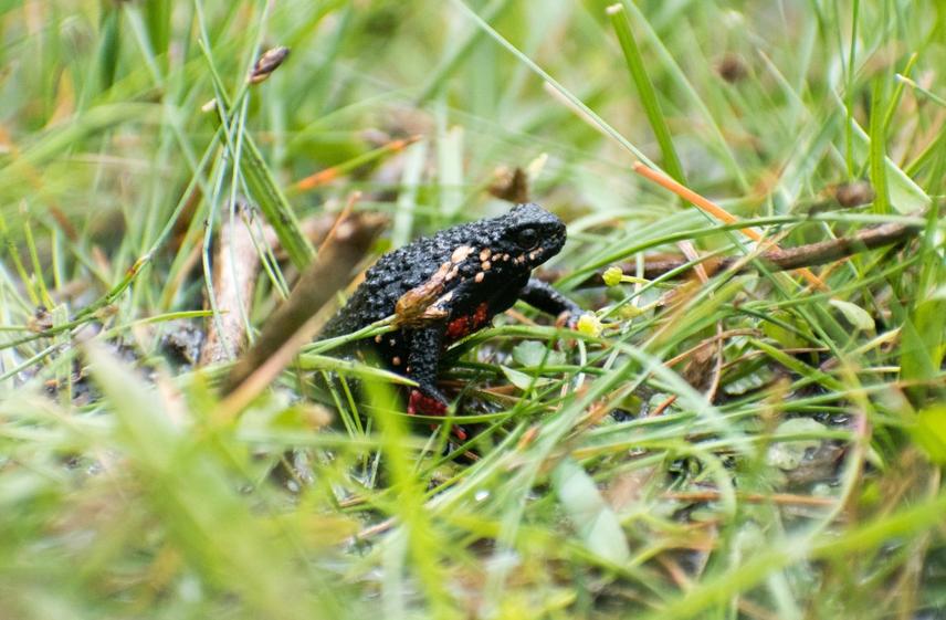 Darwin’s diabolic toad (Melanophryniscus diabolicus) adult male showing the characteristic dark coloration with red markings, photographed in its natural habitat in Sierra de la Ventana. © Facundo L. De los Santos, 2025