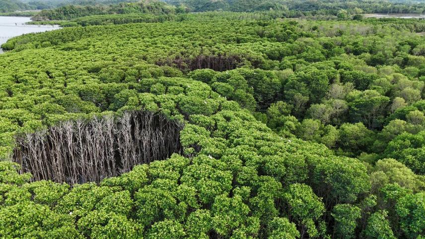 Dieback of mangroves from hydrological and environmental stress at Alaminos City, Pangasinan, Philippines. © 2026 John Paul Payopay. This image is original and owned by the author. All rights reserved.