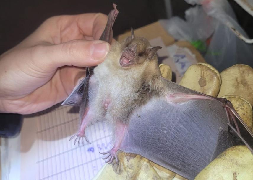 Fruit-eating bat © Melisa Docchio