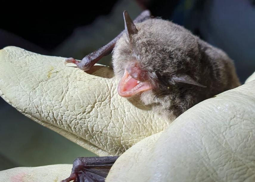 Eptesicus, insectivorous bat © Melisa Docchio