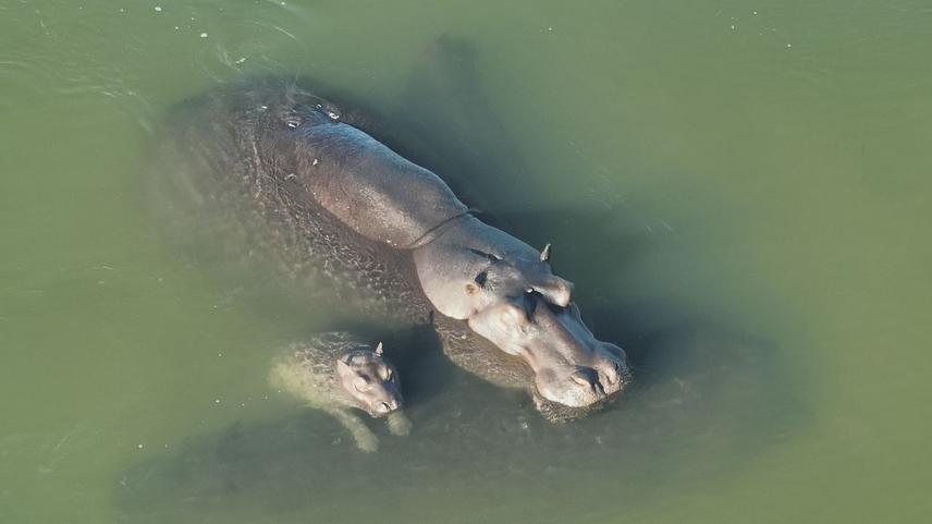 Drone image of adults and calves of Hippopotamus amphibius resting in a river during monitoring activities in Angola. © Franciany Braga  Pereira
