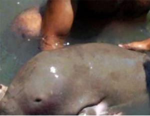Dugong Calf Guimaras.