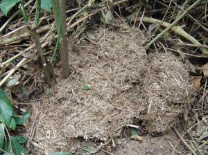 Elephant Dung.