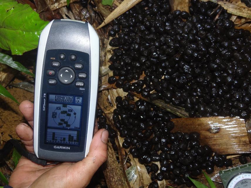 Dung pats of the Mainland Serow (Capricornis sumatraensis) recorded from tropical karst ecosystems of northern Vietnam. © Bui Van Bac.