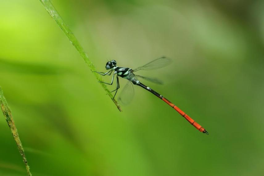 During the preliminary survey, one male individual of Rhinagrion tricolor was recorded at a new location within the Kemenimipas area, situated not far from a dam currently under construction. © Hening T.R