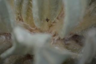 Ecological interactions within the Espeletia microhabitat: An adult specimen of the Membracidae family situated on the underside of a frailejón leaf. © Daniel Zoque