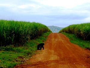 Eddie crossing road between sugar, Nov 14.