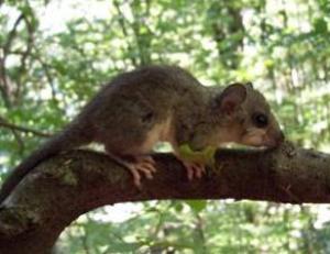Edible Dormouse.