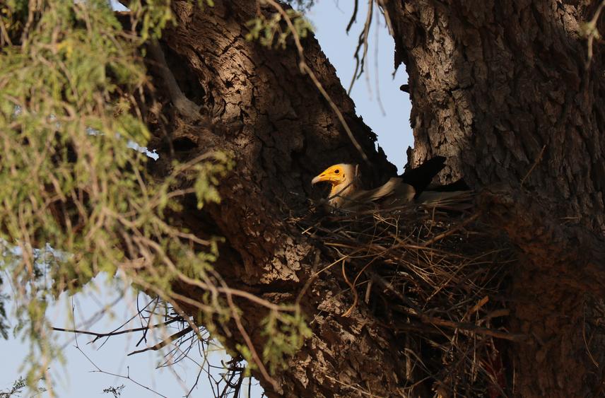 An active nest of Egyptian Vulture Neophron percnopterus, DNP, Jaisalmer. Ⓒ David Phinehas.