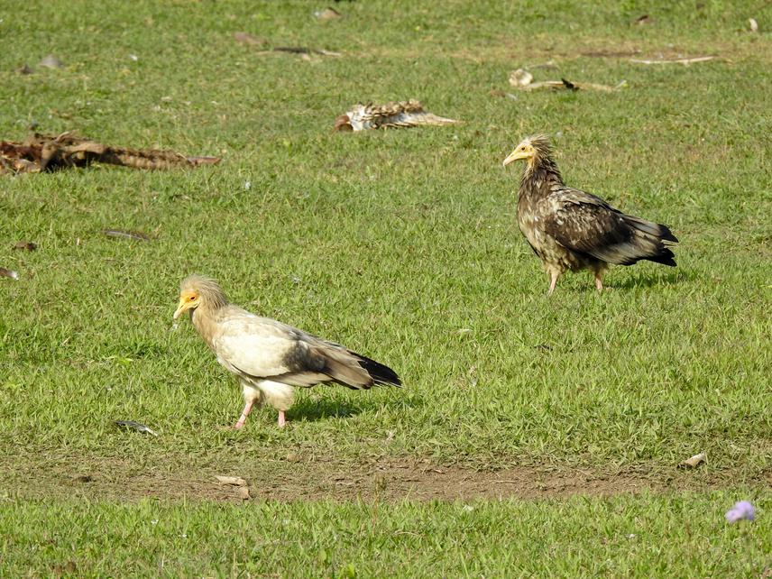 Egyptian Vulture adult and sub adult in the foraging ground. ©Ankit Bilash Joshi | Bird Conservation Nepal.