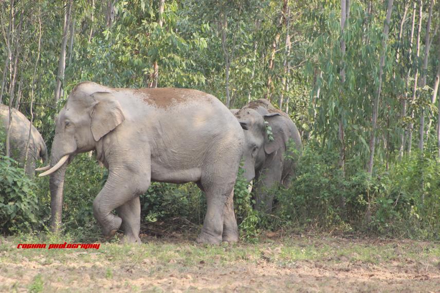 Elephants during migration. ©Rohan Photography.