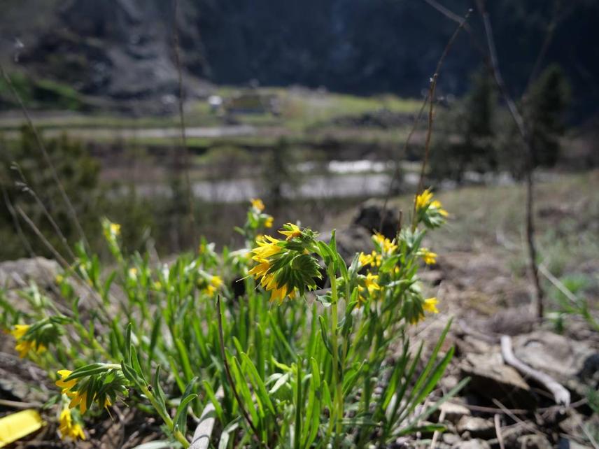 Endemic relict species Halacsya sendtneri in its natural habitat (Photo: N. Zlatić)