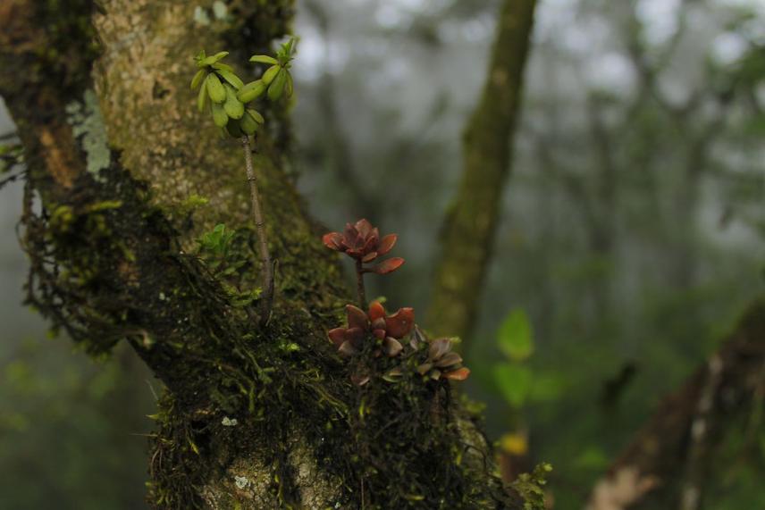 Epiphytes on a tree, some of them succulents from the Echeveria genus. © Brasil Canales-Gordillo / FES Iztacala
