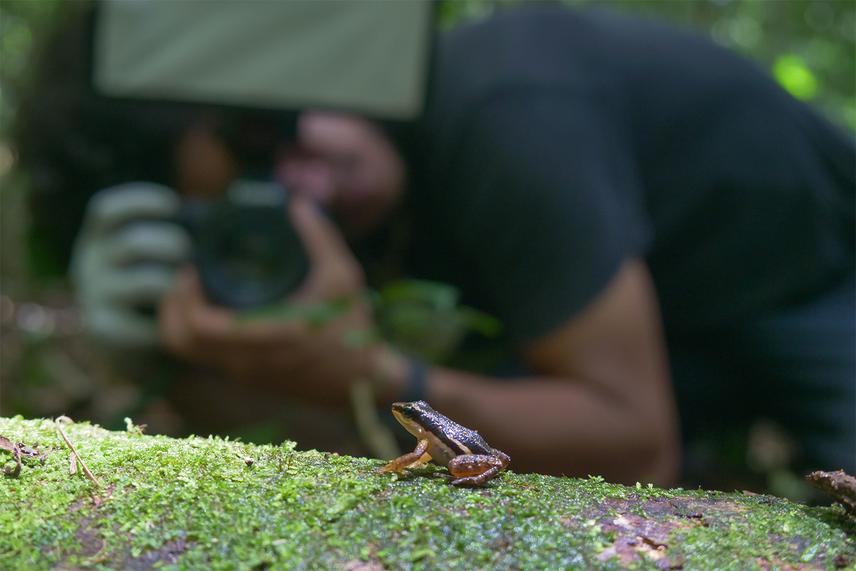 Erick Barría photographing Colostethus pratti, part of our process of cataloguing all species found in the reserve