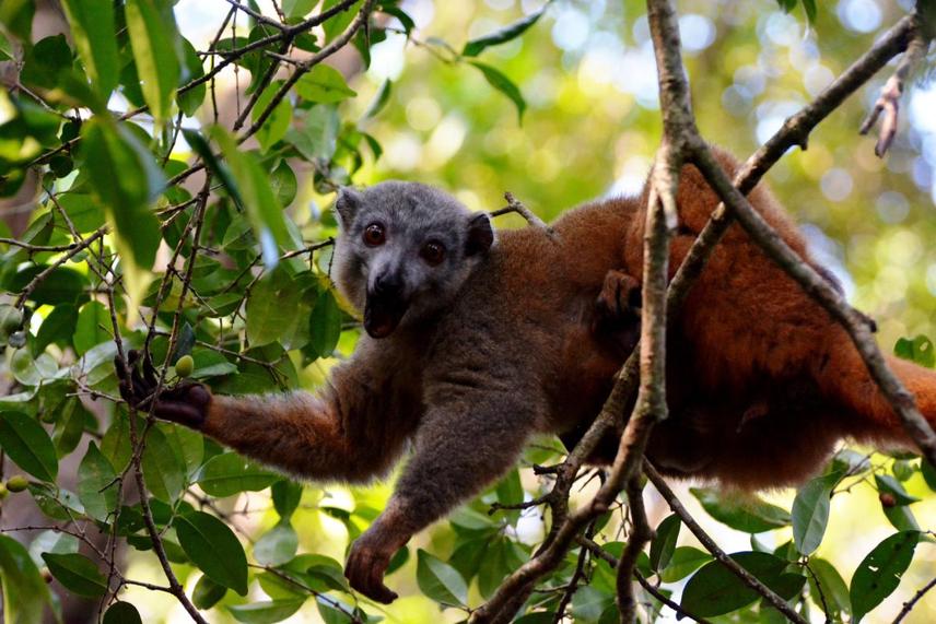 Eulemur cinereiceps_female_foraging ©2023 by Felaniaina Rafenoarisoa