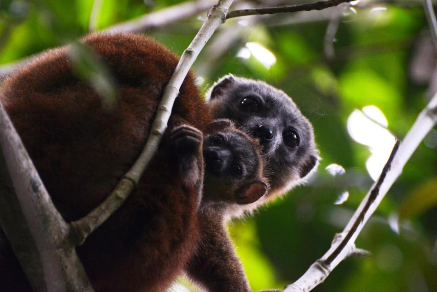 Eulemur cinereiceps_female with baby ©2023 by Felaniaina Rafenoarisoa - header