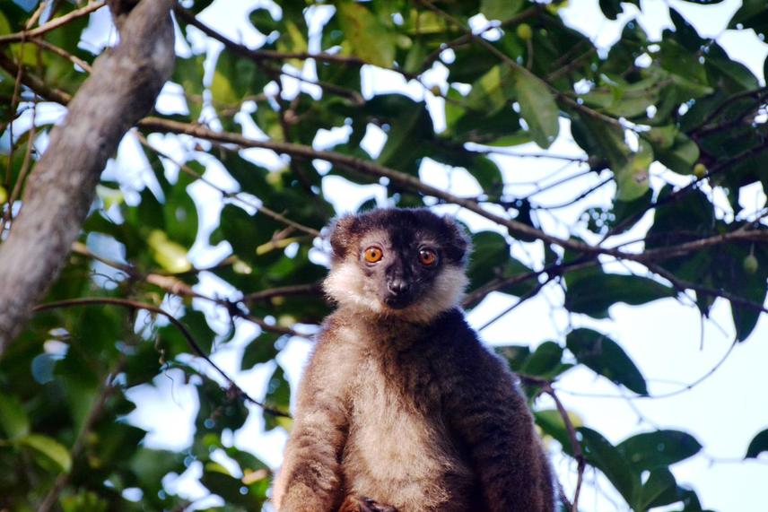 Eulemur cinereiceps_male ©2023 by Felaniaina Rafenoarisoa