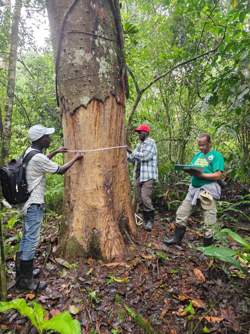 Evidence of unsustainable debarking on a Zanthoxylum gilletti tree in Kalinzu CFR. © Benard Tumwekwatse
