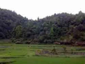 Farmland bordering Nanweiling Forest.