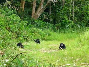 Feeding on sugar, forest edge.