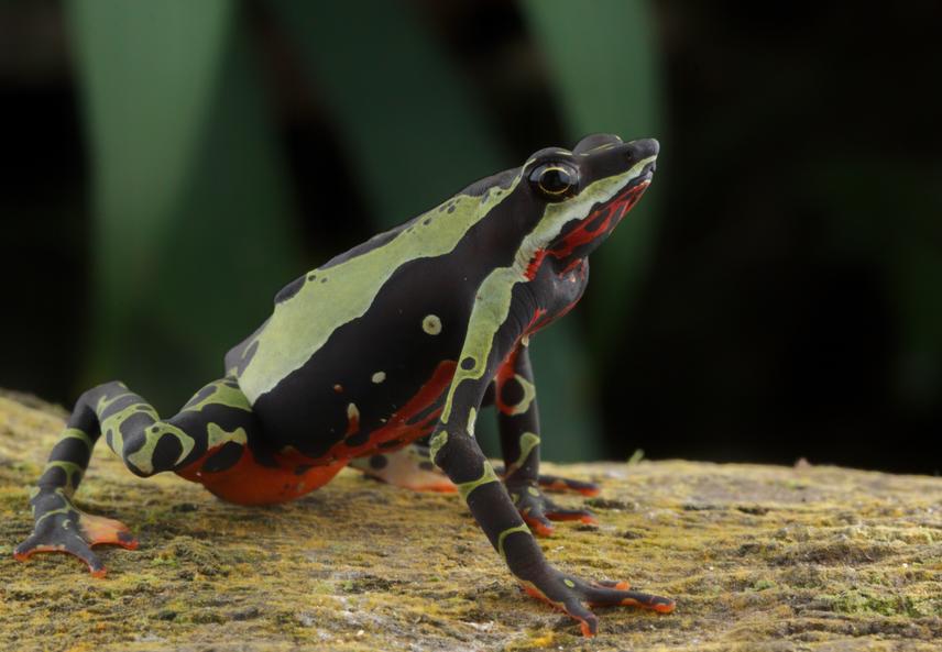 Female Atelopus pulcher. ©Angel Chujutalli.