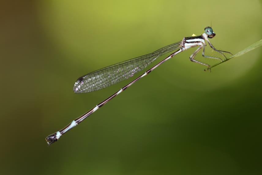 Female Drepanosticta sundana being marked with yellow oil-based paint to assist in estimating population size. © Alfian Surya Fathon.i