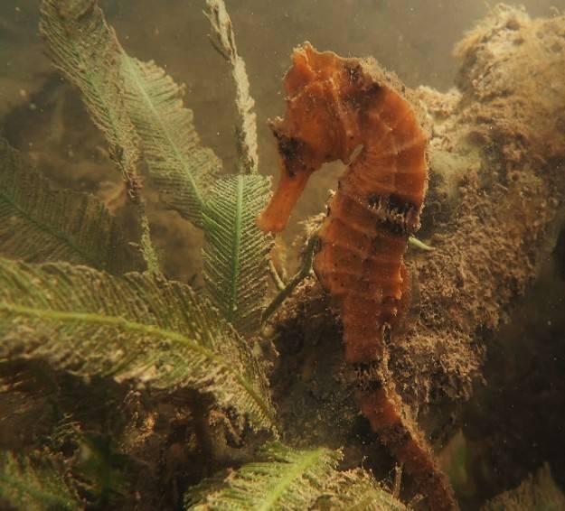 Female Hippocampus reidi specimen in the Tubarão River estuary – RN (2018). © Photo T.P.R. Oliveira. LAPEC-UEPB Collection
