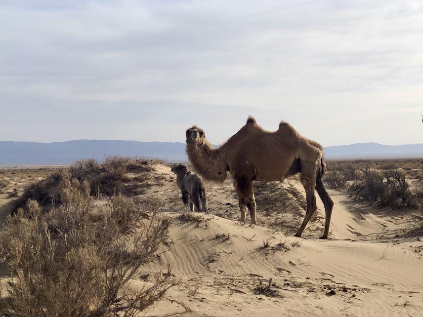 Female wild camel (Camelus ferus) with her young at the Zakhyn Us Wild Camel Breeding and Research Centre, Mongolia. © Martina Sihelská.