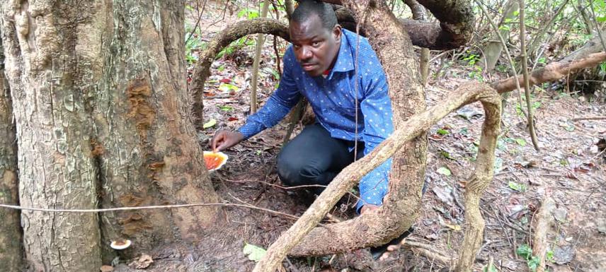 This picture was taken during the survey and collection of mycological data as part of the conservation of macroscopic fungi in the Kou classified forest. ©Hien, 2024.