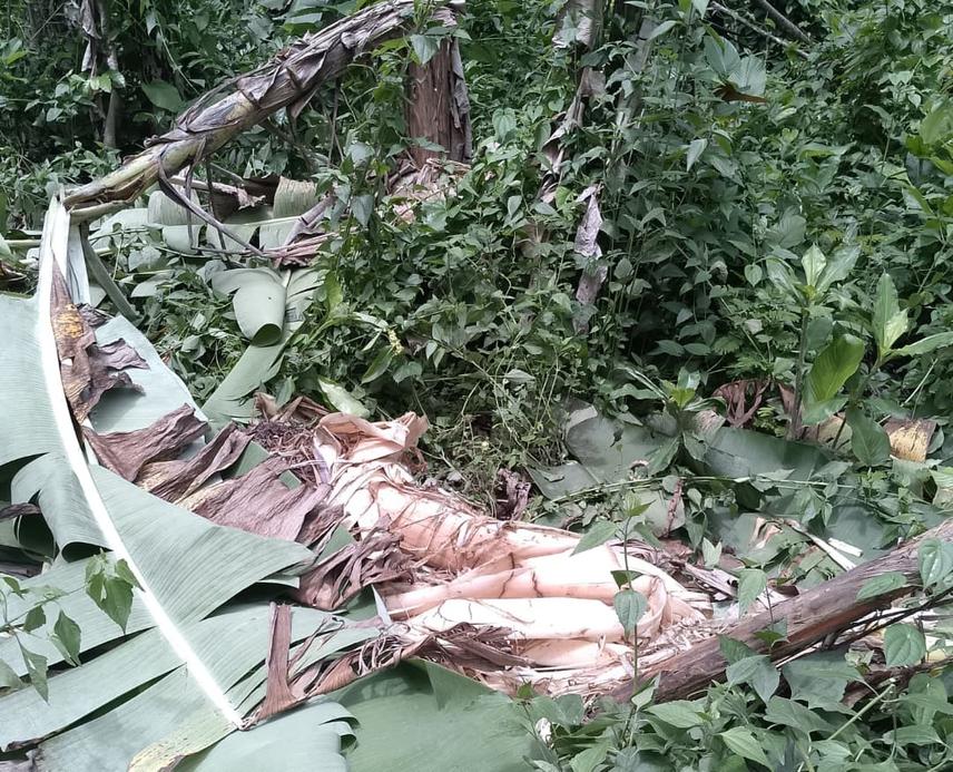 Field surveys and conflict hotspot mapping of elephant-induced destruction of farmlands in Bamba, Abo-Mkpang, and Bashu communities ©Winnie Barong Ribue