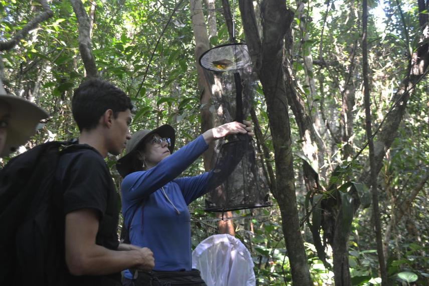 Fieldwork in the Atlantic Forest - researcher and field assistant checking a Van Someren-Rydon trap used for sampling fruit-feeding butterflies along the Caminho da Gurita trail © Larissa Santos