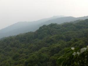Typical habitat of the gray snub-nosed monkey.