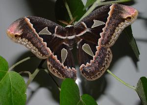 Rothschildia maurus, the largest Saturniidae that we have collected in the Serrano Forest.