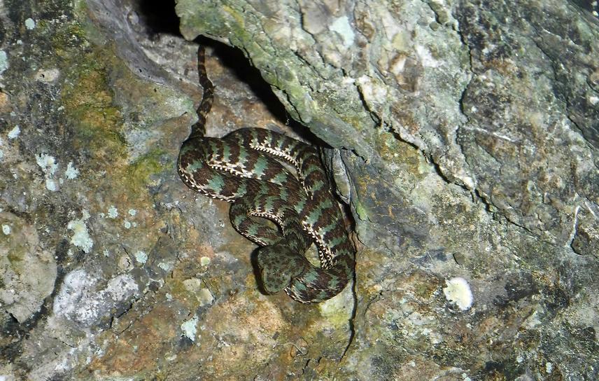 Target species Trimeresurus truongsonensis. @ Tuoi Thi Hoang.