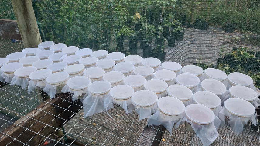 Fruit and seed feeding insects are reared from pots containing sterilised sand in the Nature’s Valley greenhouse (c) Rudi Swart