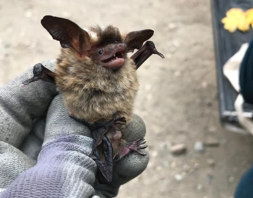 Capture of Histiotus Individuals in Chubut Province: (A) H. magellanicus. ©Francisca Cunha.