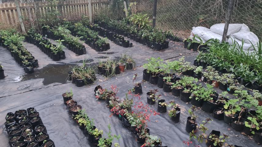 We recently renovated a small nursery in Nature’s Valley, and with this project, will renovate a larger nursery at Covie (c) Rudi Swart