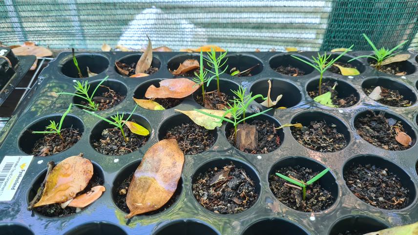 Germination trays are used to track seed germination success and to quantify seedling dieback (c) Rudi Swart