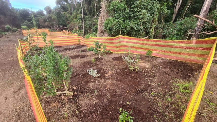 Rehabilitation plots, like this one, will be laid out across the landscape to rehabilitate forest edges back to functional ecotones. Photo from June 2025. (c) Rudi Swart