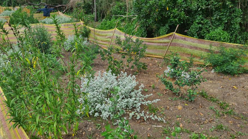 Rehabilitation plots, like this one, will be laid out across the landscape to rehabilitate forest edges back to functional ecotones. Photo from November 2025. (c) Rudi Swart